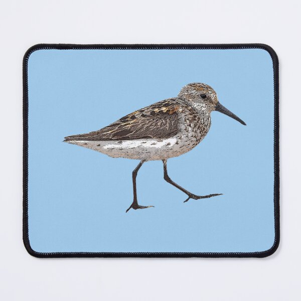 Item preview, Western Sandpiper Color Design designed and sold by designsasstultd.