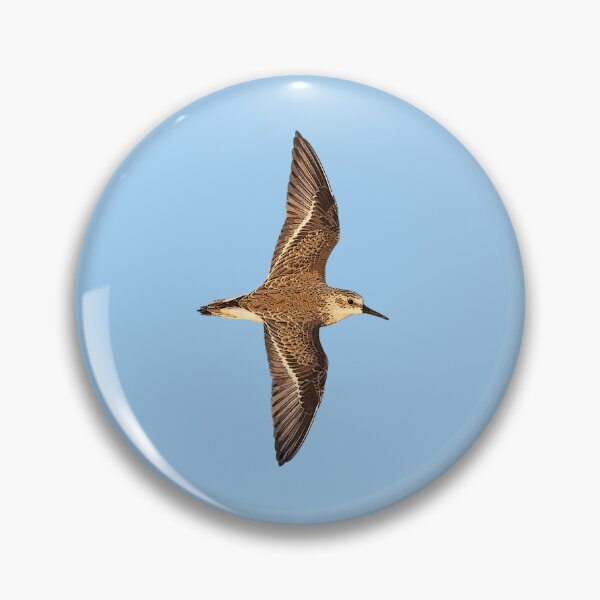 Item preview, Western Sandpiper Flying Color Design  designed and sold by designsasstultd.