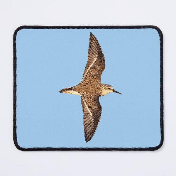 Item preview, Western Sandpiper Flying Color Design designed and sold by designsasstultd.