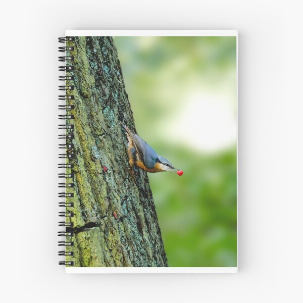 Item preview, Nuthatch eating designed and sold by photosByFlorian.