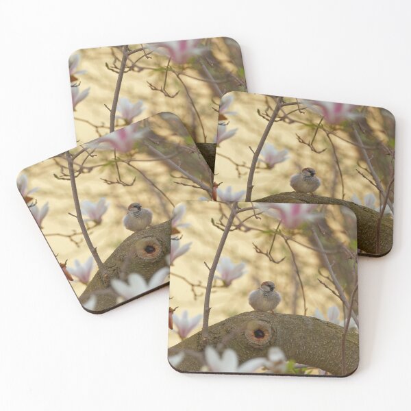 Item preview, House sparrow amidst magnolia blossoms designed and sold by photosByFlorian.