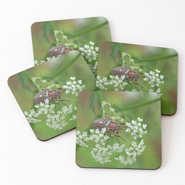 Item preview, May beetle on a white plant. designed and sold by photosByFlorian.
