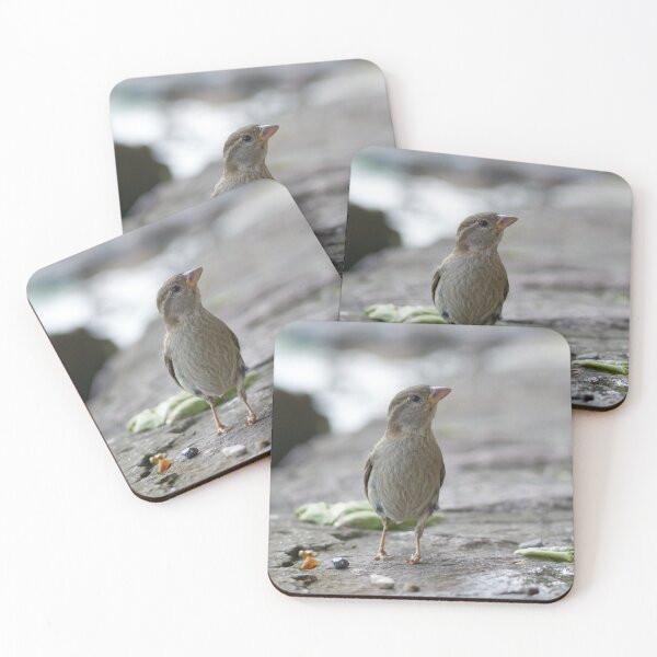 Item preview, A house sparrow watches the photographer curiously. designed and sold by photosByFlorian.