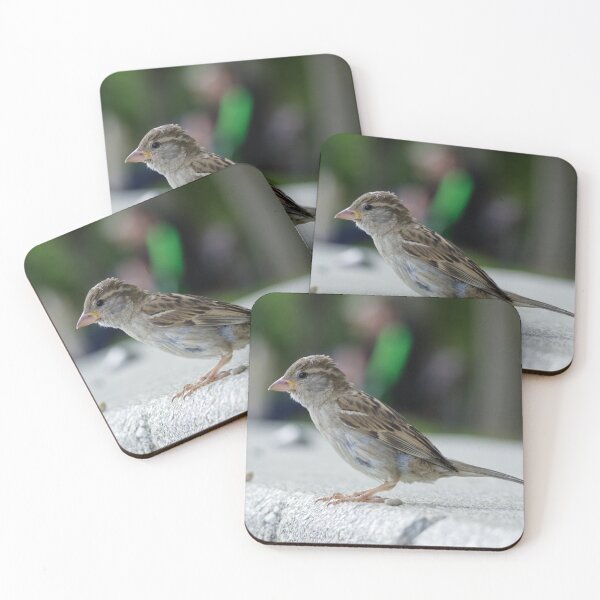 Item preview, House sparrow on a stone wall. designed and sold by photosByFlorian.