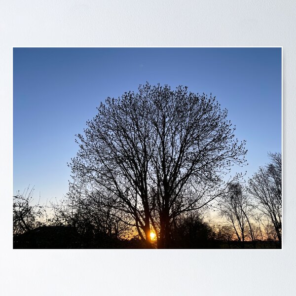 Tree silhouettes at sunset Poster