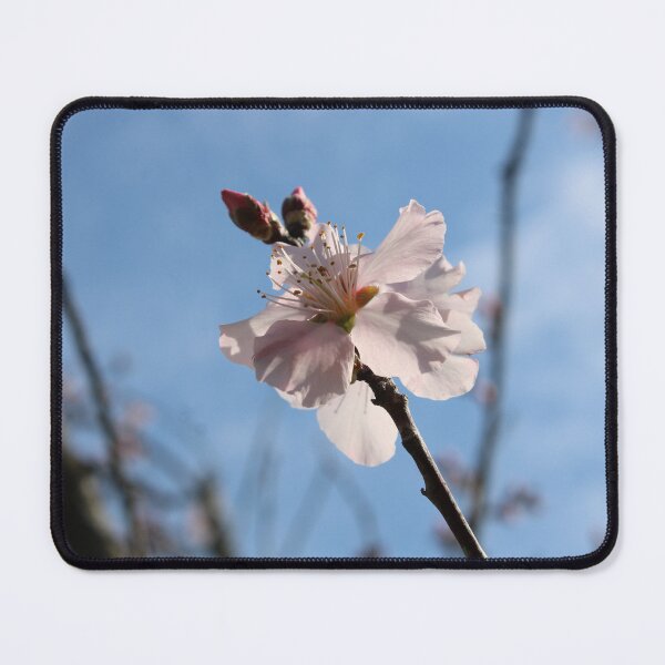 Item preview, Almond tree flowers  designed and sold by McFleur's Lens.