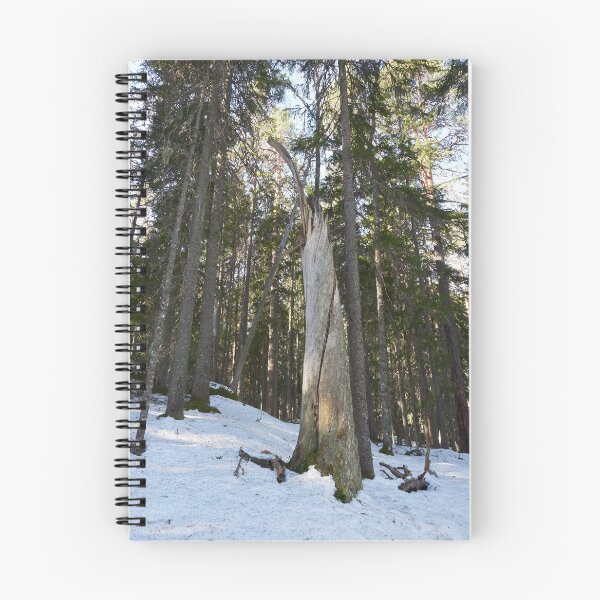 Item preview, The Stump 2. Seitseminen Multiharju designed and sold by Jouko Lehto Photography.