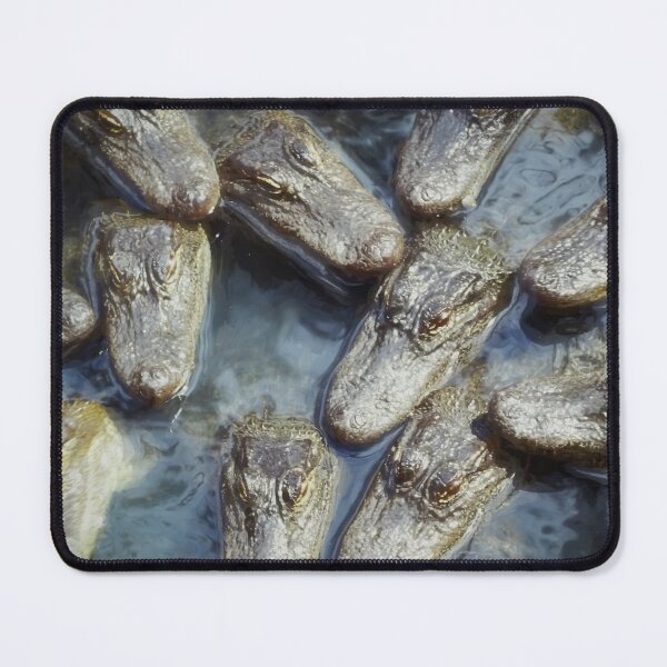 Item preview, Gators,Gators and more Gators St Augustine x100 designed and sold by RichFrancoCars.
