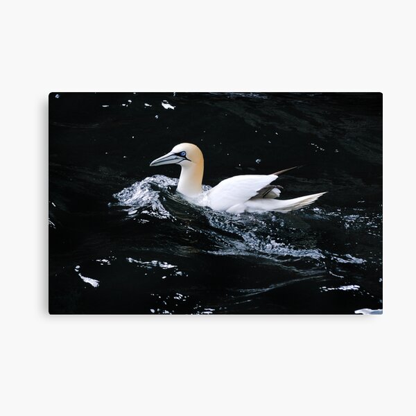 Item preview, Gannet designed and sold by Richard Ion.