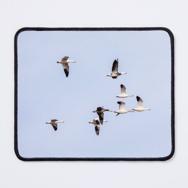 Item preview, Snow geese flying in a "V".  designed and sold by KRFNatureGifts.