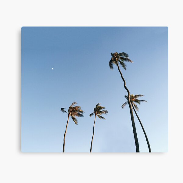 Palm Trees and Moon Beams Canvas Print
