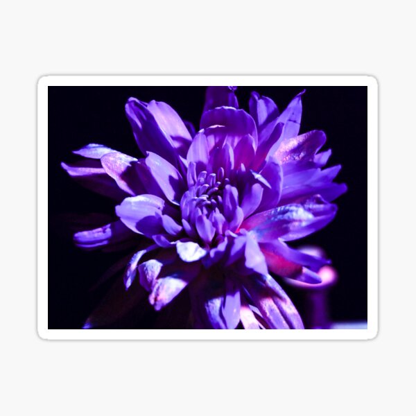 Item preview, Flowers under ultra violet light designed and sold by Martin Fenton.