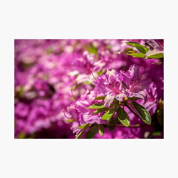 Floral 41 Photographic Print