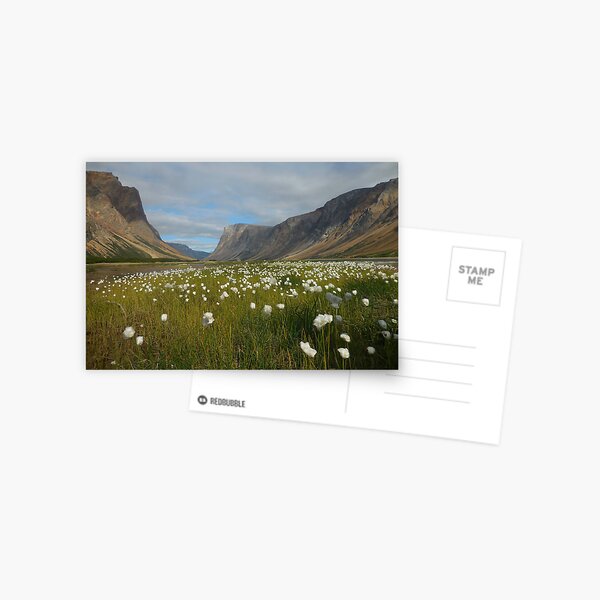 Item preview, Arctic cotton at Silluak / North Arm, Torngat Mountains designed and sold by megandnochasak.