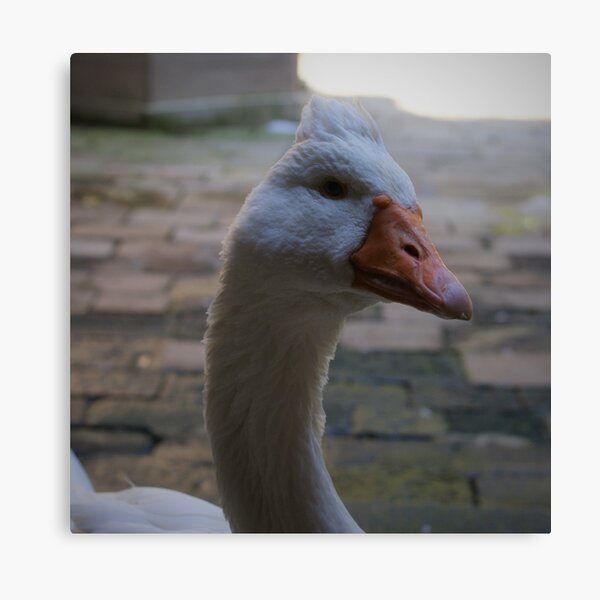 Item preview, Sassy Goose designed and sold by Blind Squirrel Photo Co..