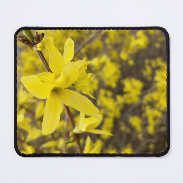 Item preview, Forsythia Closeup  designed and sold by Amanda1775.