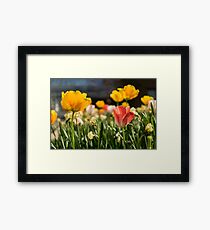 Tulips Framed Print