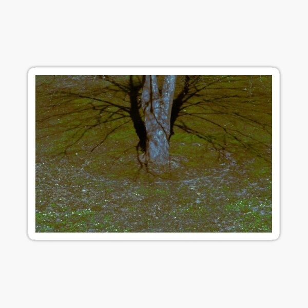 Item preview, Tree Stump with Shadow Branches designed and sold by Nadaphotos.
