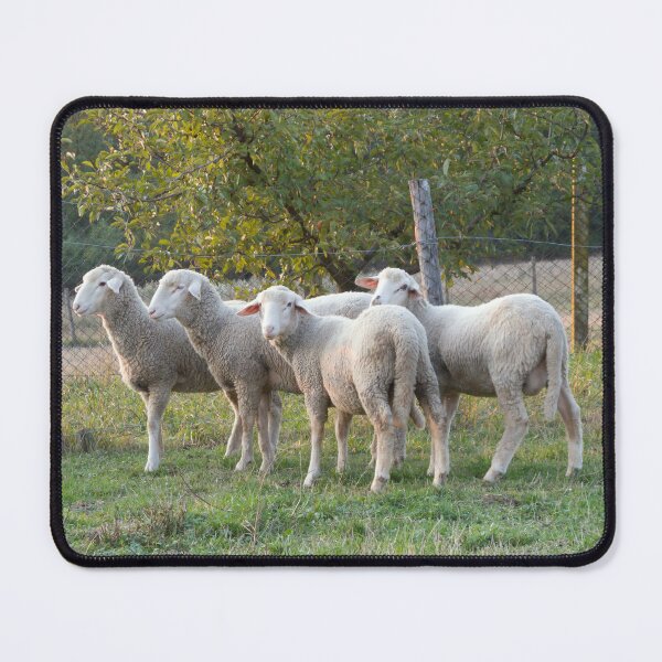 Item preview, Four sheep designed and sold by Parafull.