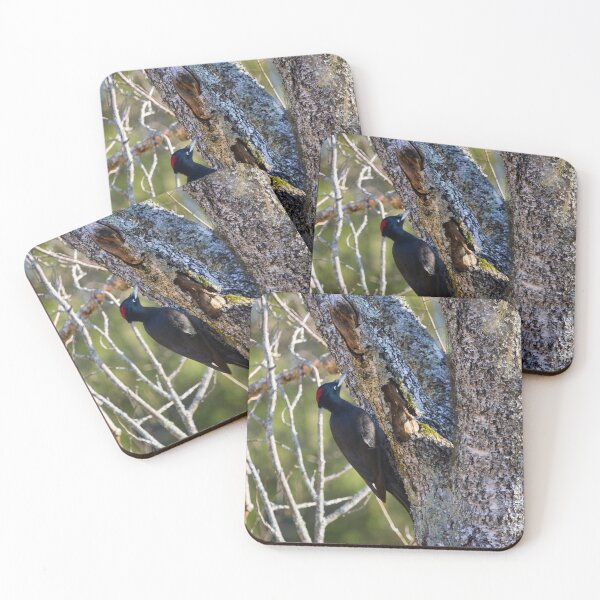 Item preview, Hit hard. Black woodpecker designed and sold by Jouko Lehto Photography.