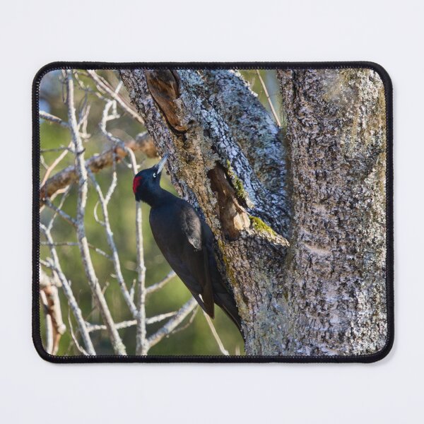 Item preview, Hit hard. Black woodpecker designed and sold by Jouko Lehto Photography.