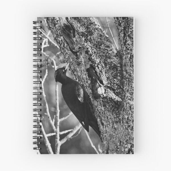 Item preview, Hit hard. Black woodpecker bw designed and sold by Jouko Lehto Photography.