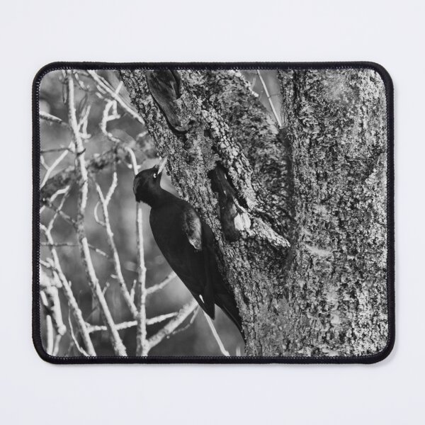 Item preview, Hit hard. Black woodpecker bw designed and sold by Jouko Lehto Photography.