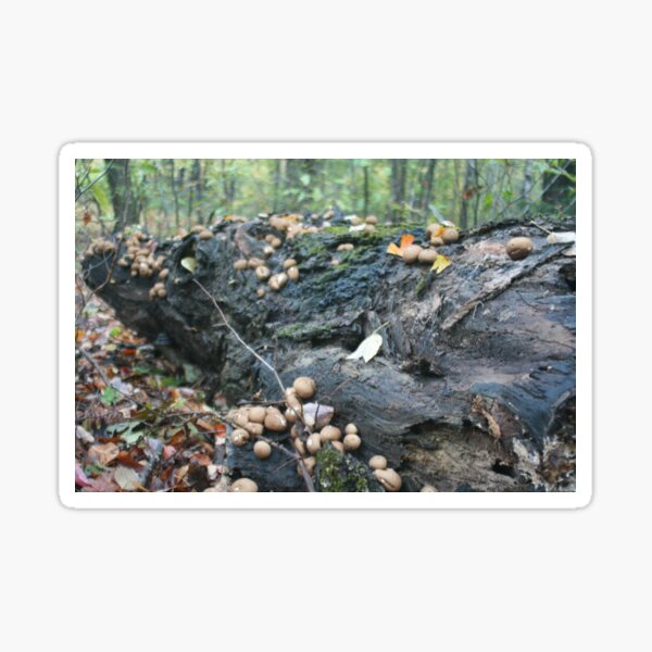 Item preview, Puffball Log designed and sold by Whimsicalplace.