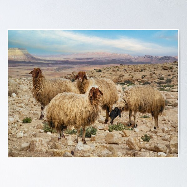 Item preview, Israel, Mitzpe Ramon. Sheep at Ramon Crater. designed and sold by UltraQuirky.