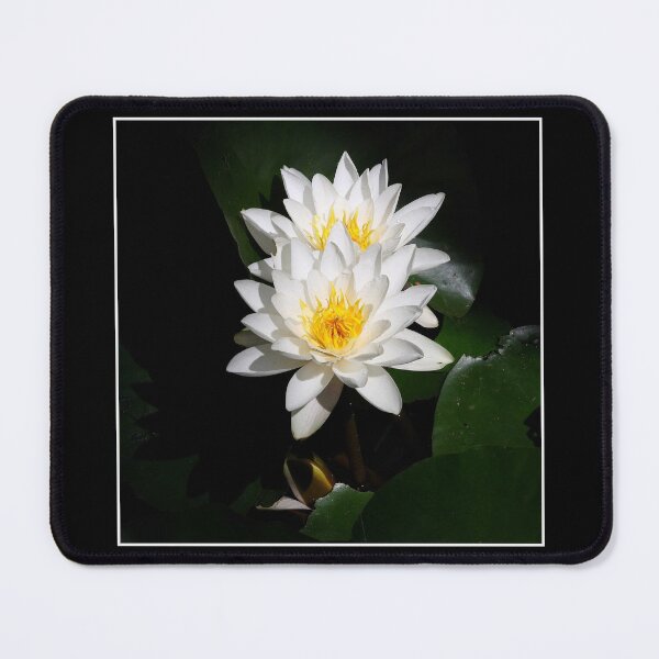 Item preview, Duet of white water lilies close up designed and sold by Maryna Gumenyuk.