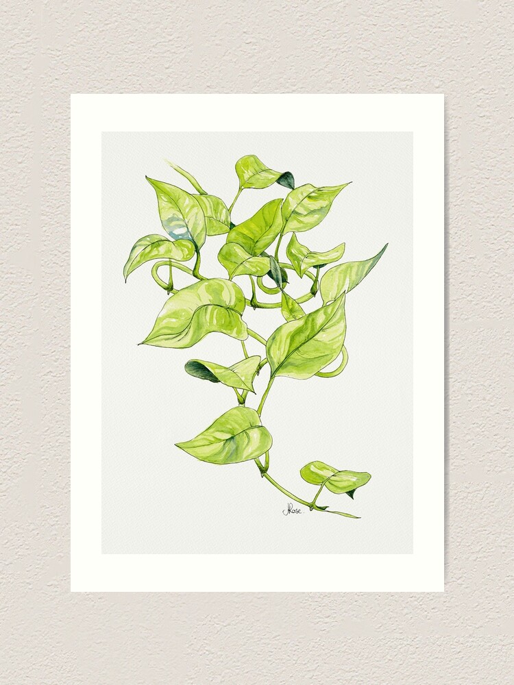 String of Pearls Plant, Still Life Art Print for Sale by JRoseDesign