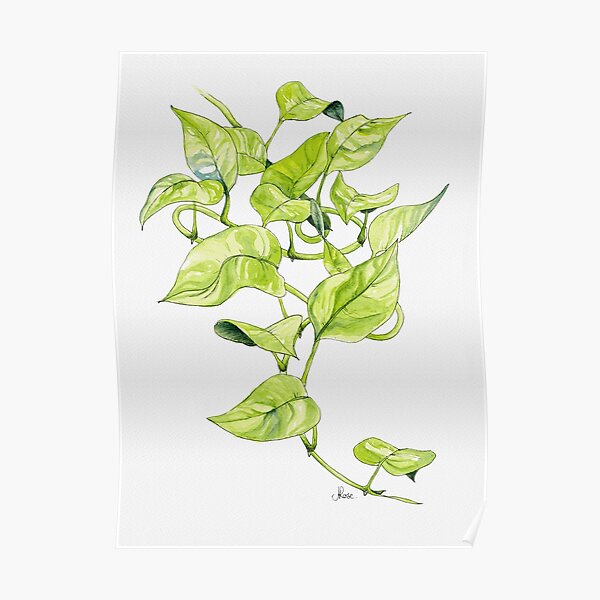 Devils Ivy Illustration Poster