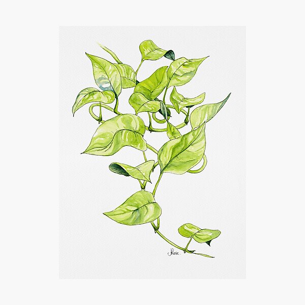 Item preview, Devils Ivy Illustration designed and sold by JRoseDesign.