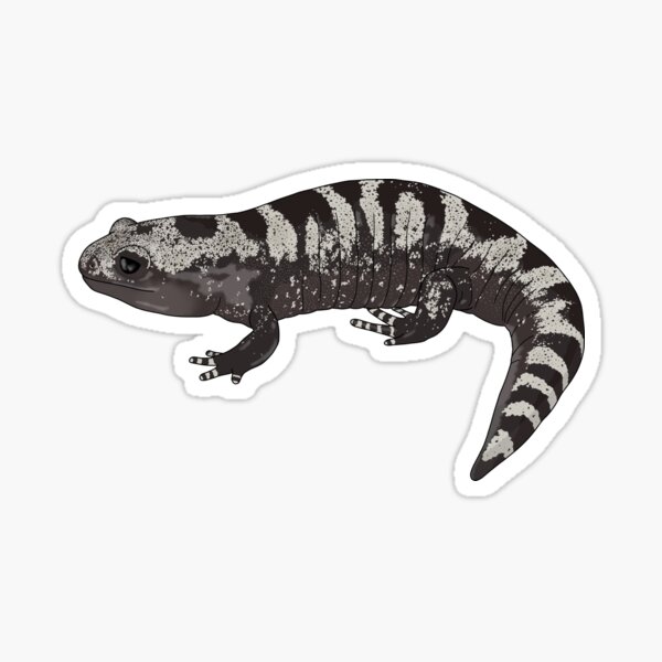 Item preview, Detailed Marbled Salamander designed and sold by taylorrowan.