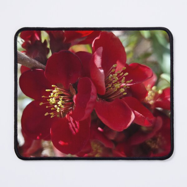 Item preview, Kurokoji designed and sold by Betsy Phillips.