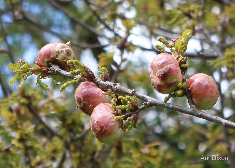 "Oak Apples for Oak Apple Day" Photographic Prints by AnnDixon Redbubble