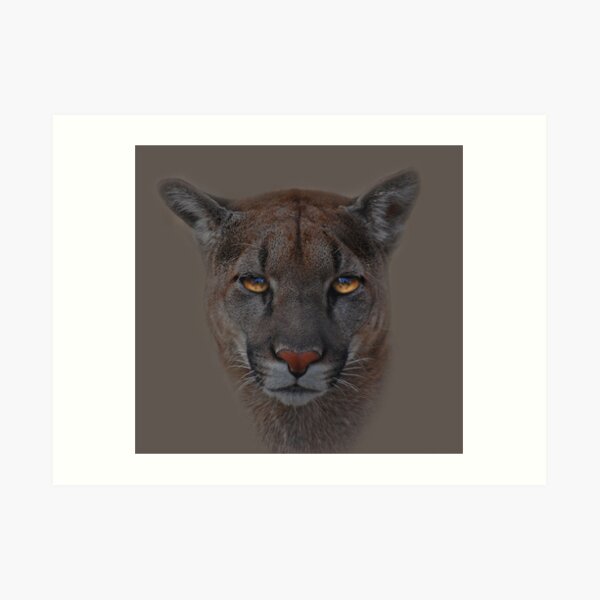 Silent Contemplation Art Print
