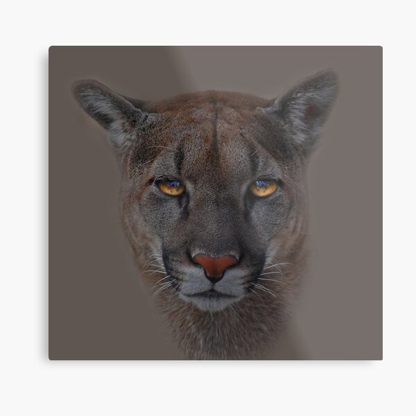 Silent Contemplation Metal Print