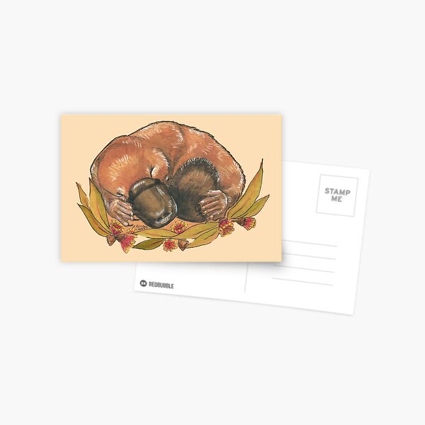 Sleepy platypus Postcard