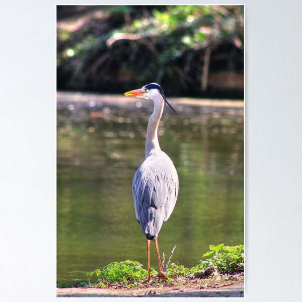 Item preview, Standing Proud designed and sold by Vicki Spindler (VHS Photography).