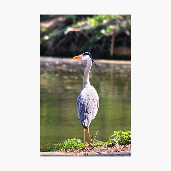 Item preview, Standing Proud designed and sold by Vicki Spindler (VHS Photography).