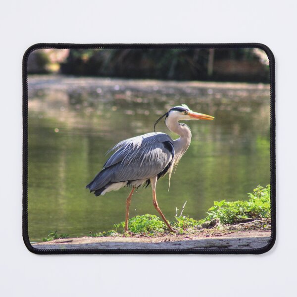 Item preview, Local Heron designed and sold by Vicki Spindler (VHS Photography).