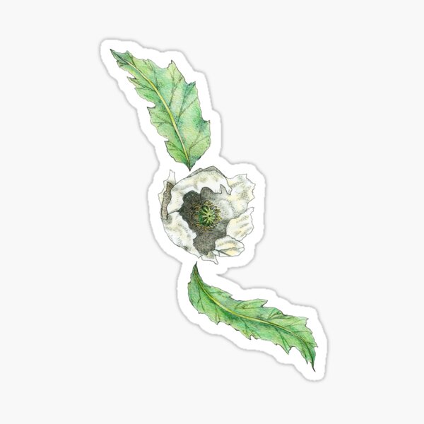 Poppies Sticker