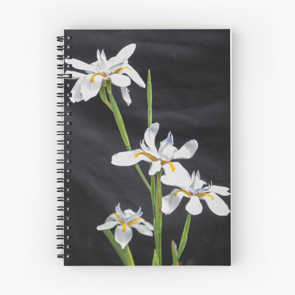 Item preview, African Iris Morea Dietes X210 designed and sold by RichFrancoCars.