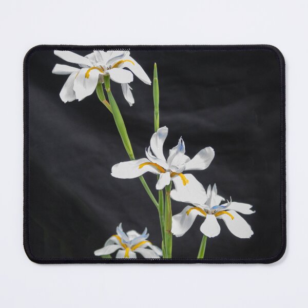 Item preview, African Iris Morea Dietes X210 designed and sold by RichFrancoCars.