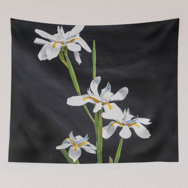 Item preview, African Iris Morea Dietes X210 designed and sold by RichFrancoCars.