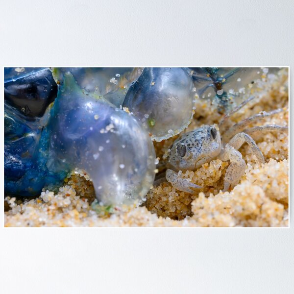 Baby Crab Poster