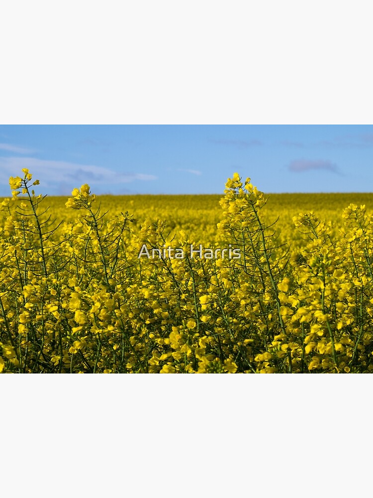 Yellow by plasticflower