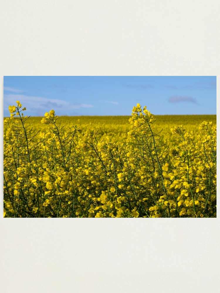 Alternate view of Yellow Photographic Print