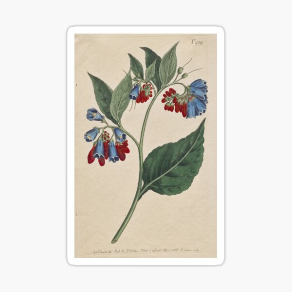 Item preview, Symphyum Asperrim designed and sold by 19th Century in Color.